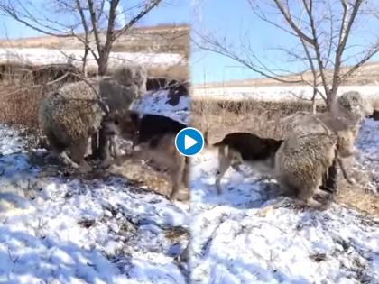 dog amazing trick to save sheep video goes viral on internet | Viral Video: मेंढीला वाचवण्यासाठी कुत्र्याने केल्या गुदगुल्या, व्हिडिओ पाहुन पोट धरुन हसाल अन् व्हाल भावुक