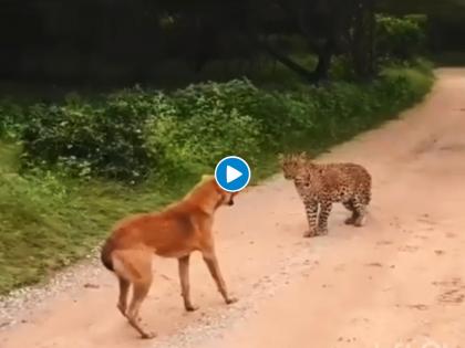 leopard attack dog but terrified after dog starts barking video goes viral on internet | Viral Video: कुत्रा बिबट्याच्या विळख्यात अडकणारच होता, इतक्यात झाला चमत्कार, पाहुन तुम्हाला बसेल धक्का