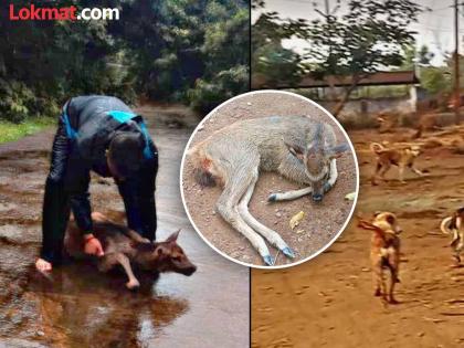 Violent stray dogs attack sambars at the waterhole in Kolhapur, forest officials are desperate as they cannot take action | Kolhapur: हिंसक भटक्या कुत्र्यांचा पाणवठ्यावर सांबरांवर हल्ला, कारवाई करता येत नसल्याने वनकर्मचारी हतबल