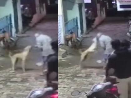 Stray dog crushed; CIDCO breaks the chains of 14 people in the N-7 area | मोकाट कुत्रा पिसाळला; सिडको एन-७ परिसरात तोडले १४ जणांचे लचके