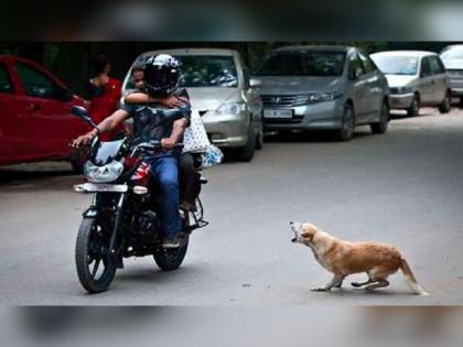 dog would not bark or run behind on you while riding bike in night follow this tip | बाईक चालवताना कुत्रे मागे लागतात? 'ही' ट्रीक करून पाहा, ना मागे येणार आणि भुंकणंही होईल बंद