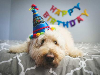 woman spends 11 Lakh rupees on dog birthday | त्याचे बर्थ डे सेलिब्रेशनपाहुन अनेकांचे डोळे दिपले, कुत्र्याच्या वाढदिवशी खर्च केले 'इतके' रुपये