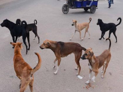 Stray dogs rampage in Rajgurunagar; Citizens bite, safety of school children is a serious issue | भटक्या कुत्र्यांचा राजगुरुनगरात उच्छाद; नागरिकांना चावा, शाळकरी मुलांच्या सुरक्षेचा प्रश्न गंभीर Stray dogs rampage in Rajgurunagar; Citizens bite, safety of school children is a serious issue | भटक्या कुत्र्यांचा राजगुरुनगरात उच्छाद; नागरिकांना चावा, शाळकरी मुलांच्या सुरक्षेचा प्रश्न गंभीर