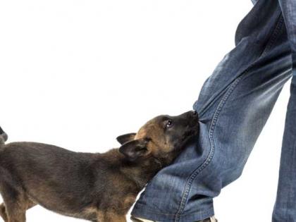 Mokat dog attack on health department staff | आरोग्य विभागातील कर्मचाऱ्यांवर मोकाट कुत्र्याचा हल्ला Mokat dog attack on health department staff | आरोग्य विभागातील कर्मचाऱ्यांवर मोकाट कुत्र्याचा हल्ला