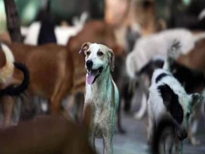 Seven lakh citizens were bitten by dogs in last seven months in Mumbai | श्वानदंश कसा टाळाल?