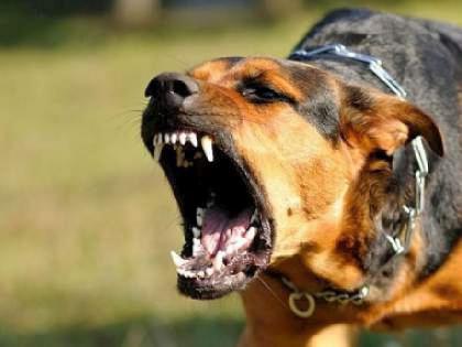 10 year old girl seriously injured in a attack of stray dogs in nagpur | भटक्या कुत्र्यांचा १० वर्षीय बालिकेवर हल्ला; अंगाचे तोडले लचके