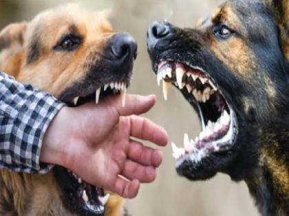 Dog and snake bites increase in Ratnagiri district | रत्नागिरी जिल्ह्यात ४ महिन्यांत १२८८ श्वानदंशाचे रुग्ण, सर्पदंशाने एकही रुग्ण न दगावल्याचा आरोग्य यंत्रणेचा दावा Dog and snake bites increase in Ratnagiri district | रत्नागिरी जिल्ह्यात ४ महिन्यांत १२८८ श्वानदंशाचे रुग्ण, सर्पदंशाने एकही रुग्ण न दगावल्याचा आरोग्य यंत्रणेचा दावा