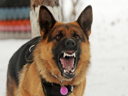 dog attacks on devotees who visit the goddess; Take bite to seven peoples | देवीच्या दर्शनासाठी आलेल्या भाविकांवर मोकाट कुत्र्यांचा हल्ला ; सात जणांना घेतला चावा