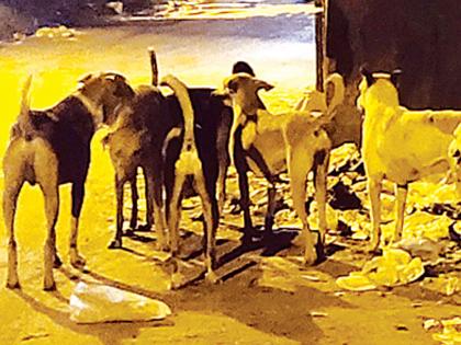 4 children were taken by dogs; Types of Bhiwandi | १० मुलांना कुत्र्यांनी घेतला चावा; भिवंडीतील प्रकार