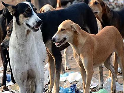 Ban on open sale of non vegetarian food in Ichalkaranji Kolhapur, Municipal Corporation's decision to curb stray dogs | Kolhapur: इचलकरंजीत मांसाहारी पदार्थ उघड्यावर विक्रीस बंदी, भटक्या कुत्र्यांना आळा घालण्यासाठी महापालिकेचा निर्णय Ban on open sale of non vegetarian food in Ichalkaranji Kolhapur, Municipal Corporation's decision to curb stray dogs | Kolhapur: इचलकरंजीत मांसाहारी पदार्थ उघड्यावर विक्रीस बंदी, भटक्या कुत्र्यांना आळा घालण्यासाठी महापालिकेचा निर्णय