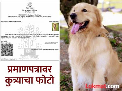 It's amazing to hear! Name is Dog Babu, father is Kutta Babu and mother is Kutiya Devi; Residence certificate made for the dog | ऐकावं ते नवलच! नाव डॉग बाबू, वडील कुत्ता बाबू अन् आई कुटिया देवी; कुत्र्यासाठी बनवले रहिवासी प्रमाणपत्र