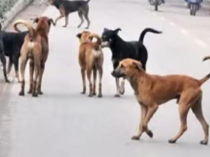 Corona Canine Distemper found in stray dogs, Many dogs died in Kolhapur in fifteen days | सावधान! भटक्या श्वानांमध्ये आला कोरोना कॅनाइन डिस्टेंपर, कोल्हापुरात पंधरा दिवसांत अनेक श्वानांचा मृत्यू