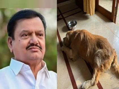 MLA P. N. Patil After the death of the dog Bruno also died | Kolhapur: मालकाप्रती निष्ठा! पी. एन. पाटील यांच्यानंतर 'ब्रुनो'नेही सोडले प्राण