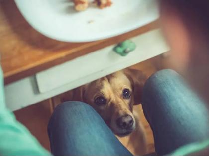 University student eats free dog food for breakfast, lunch and tea to save himself money | जेवण अन् नाश्त्यासाठी रोज खात होता कुत्र्याचे अन्न, कारण समजल्यावर वाटेल किळस