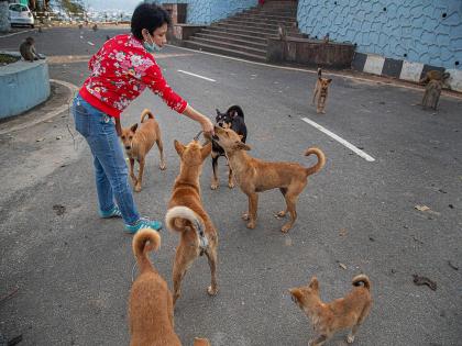 Should you feed stray dogs at home or on the street? | भटक्या कुत्र्यांना घरीच खायला घालायचे की रस्त्यावर?