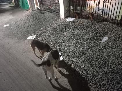 Why don't you feed the dogs at your house? Supreme Court asks petitioner | कुत्र्यांना तुमच्या घरी का खाऊ घालत नाही? याचिकाकर्त्याला सर्वोच्च न्यायालयाने सुनावले Why don't you feed the dogs at your house? Supreme Court asks petitioner | कुत्र्यांना तुमच्या घरी का खाऊ घालत नाही? याचिकाकर्त्याला सर्वोच्च न्यायालयाने सुनावले