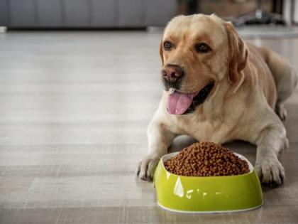 weird job win 5 lakh for eating dog food for 5 days | पाच दिवस श्वानांचे अन्न खा आणि पाच लाख रुपये जिंका, कंपनीची बंपर ऑफर