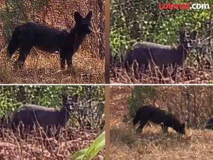 Rare black wild dog recorded in Sahyadri Tiger Reserve | सह्याद्री व्याघ्र प्रकल्पात दुर्मीळ काळ्या रानकुत्र्याची नोंद, जवळपास ८८ वर्षांनी अशा प्राण्याचे दर्शन Rare black wild dog recorded in Sahyadri Tiger Reserve | सह्याद्री व्याघ्र प्रकल्पात दुर्मीळ काळ्या रानकुत्र्याची नोंद, जवळपास ८८ वर्षांनी अशा प्राण्याचे दर्शन