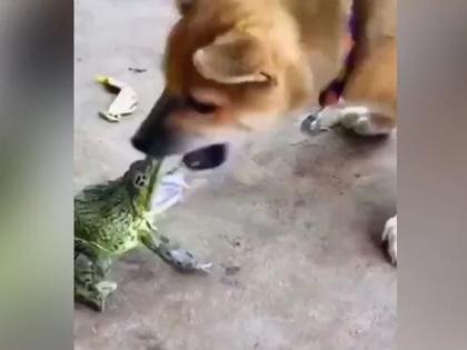 dog and frog fighting video goes viral on internet | Viral Video: बेडुक अन् कुत्र्याची झाली जोरदार लढाई, पाहा कोण जिंकलं ते, व्हिडिओ पाहुन हसू आवरणार नाही