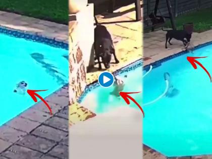 dog rescues dog from drowning in water in swimming pool | Viral Video:आपल्या साथीदाराला वाचवण्यासाठी कुत्र्याने केलेली धडपड पाहुन डोळ्यात पाणी येईल