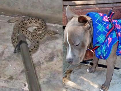 What is honesty Learn it from this dog He saved his owner's son without caring about his life; The snake bit him many times | प्रामाणिकपणा काय असतो? ते या डॉगीकडून शिका! जीवाची पर्वा न करता मालकाच्या मुलाला वाचवलं; सापानं अनेक वेळा घेतला चावा, पण... What is honesty Learn it from this dog He saved his owner's son without caring about his life; The snake bit him many times | प्रामाणिकपणा काय असतो? ते या डॉगीकडून शिका! जीवाची पर्वा न करता मालकाच्या मुलाला वाचवलं; सापानं अनेक वेळा घेतला चावा, पण...