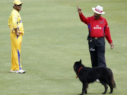 Cricket New Rules what if Dog or any pitch invader like Jarvo comes inside ground in between ongoing cricket match see detailed rules and regulations | Cricket New Rules: मॅच सुरू असताना मैदानात कुत्रा आला तर...? क्रिकेटच्या नियमात झाला मोठा बदल