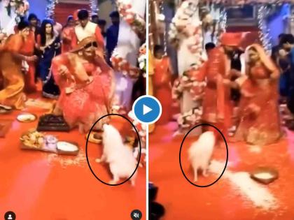 Dog chasing bride disturbs marriage rituals funny video viral on social media trending groom shocked watch | बापरे! लग्नमंडपात शिरला कुत्रा, घातला धुमाकूळ, नवरा-नवरीची पळापळ, अन् मग... (Video)