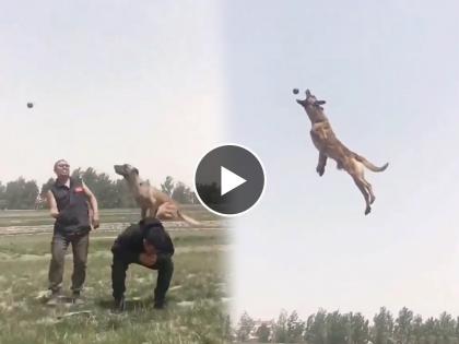 dog jumps high into air to catch the ball video goes viral on social media | बॉल पकडण्यासाठी कुत्र्याने हवेत उंचावर घेतली उडी, व्हिडिओ पाहुन नेटिझन्स झाले चकित