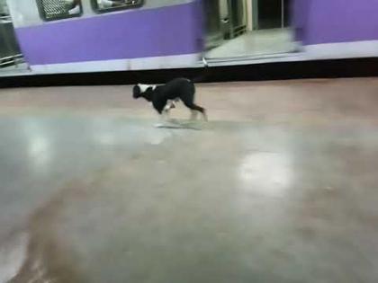 VIDEO- a dogs curious routine at kanjurmarg station attract people | VIDEO- रेल्वे स्टेशनवर 'ही' कुत्री रोज रात्री पाहत असते कुणाची तरी वाट