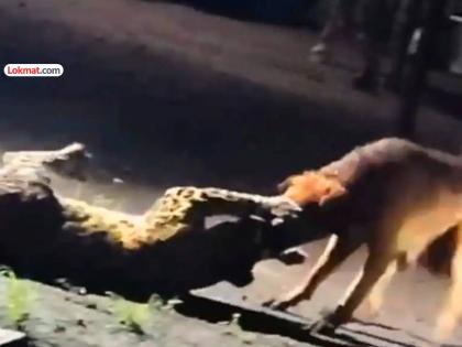 Two domineering dogs chased and beat up a leopard; Forest Department alerted; Will install a cage | दोन दबंग कुत्र्यांनी बिबट्याला फरफटत नेत पिटाळले; वनविभाग झाला अलर्ट; पिंजरा बसविणार Two domineering dogs chased and beat up a leopard; Forest Department alerted; Will install a cage | दोन दबंग कुत्र्यांनी बिबट्याला फरफटत नेत पिटाळले; वनविभाग झाला अलर्ट; पिंजरा बसविणार
