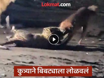Video: Supreme Court verdict comes out and a ruckus breaks out in Nashik; Dog attacks leopard | Video: सुप्रीम कोर्टाचा निकाल लागला अन् नाशिकमधला राडा समोर आला; कुत्र्याने बिबट्यावरच केला हल्ला Video: Supreme Court verdict comes out and a ruckus breaks out in Nashik; Dog attacks leopard | Video: सुप्रीम कोर्टाचा निकाल लागला अन् नाशिकमधला राडा समोर आला; कुत्र्याने बिबट्यावरच केला हल्ला