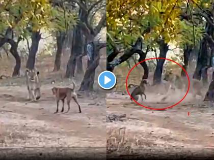 Viral Video on Social media trending as dog challenge lion fight in forest see battle twitter gets many views | Dog vs Lion Fight, Viral Video: कुत्र्याने थेट दिलं सिंहाला 'चॅलेंज', जंगलात रंगला राडा अन्... पुढे काय झालं पाहा