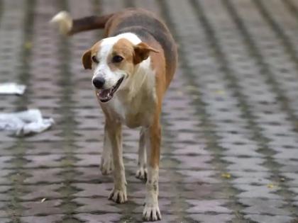 The fumes of a crushed dog to the muncher Eleven injured in the attack | मंचरला पिसाळलेल्या कुत्र्याचा धुमाकूळ; हल्ल्यात अकरा जखमी