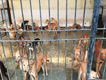 G20 Summit: 121 stray animals, 40 dogs 'settled' by municipality | G20 Summit: १२१ मोकाट जनावरे, ४० श्वानांचा मनपाकडून ‘बंदोबस्त’