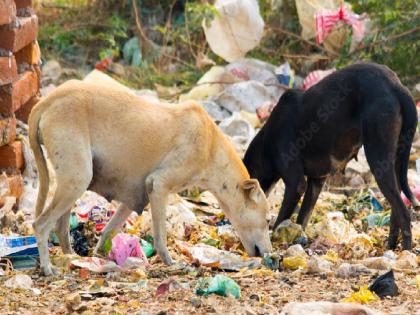 Kalpanaraje Bhosle is aggressive on the issue of garbage and stray dogs in Satara city | साताऱ्यातील कचरा, भटक्या कुत्र्यांच्या प्रश्नावरून कल्पनाराजे भोसले आक्रमक, आरोग्य निरीक्षकांची केली कानउघडणी