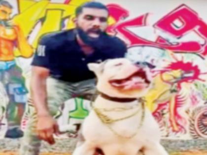 Dogs trained to bite police; 13 dogs, 17 kg of ganja were found in the house | कुत्र्यांना दिले पोलिसांना चावण्याचे प्रशिक्षण; घरात सापडली १३ कुत्री, १७ किलो गांजा