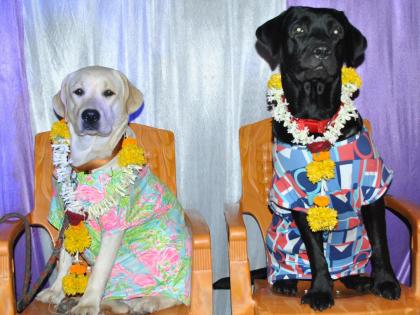 A wonderful dog-dog wedding ceremony at Sanjaynagar | संजयनगर येथे कुत्रा-कुत्रीच्या लग्नाचा अद्भुत सोहळा