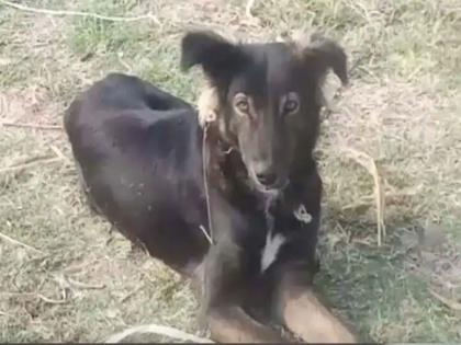 Farmer in Madhya Pradesh declares dog legal heir in will along with wife | हर कुत्ते का दिन आता है! मध्य प्रदेशातला जॅकी अचानक बनला करोडपती