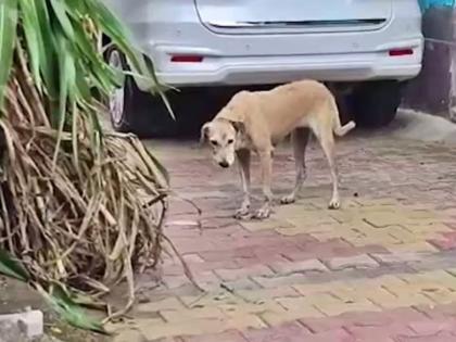 dog bite student dies rabies infection muzaffarnagar | धक्कादायक! भटक्या कुत्र्यांची दहशत, चावल्यामुळे नववीच्या विद्यार्थ्याचा तडफडून मृत्यू