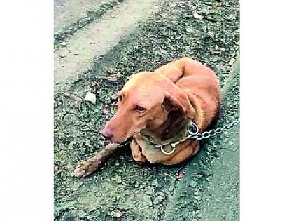 dog barks constantly so man chained him on the divider of wardha road and left | माणुसकीवर डाग! कुत्रा भुंकतो, म्हणून त्याला हायवेवर मरायला सोडले