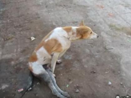 Crime against three for beating stray dogs | भटक्या कुत्र्यांना मारहाण करणाऱ्या तिघांवर गुन्हा