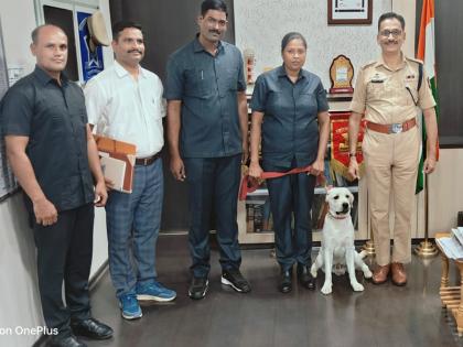 Parbhani Police Force proud; Dog Bolt tops the list in detecting explosives | परभणी पोलीस दलाची उंचावली मान; स्फोटक पदार्थ शोधण्यात श्वान बोल्ट ठरला अव्वल Parbhani Police Force proud; Dog Bolt tops the list in detecting explosives | परभणी पोलीस दलाची उंचावली मान; स्फोटक पदार्थ शोधण्यात श्वान बोल्ट ठरला अव्वल