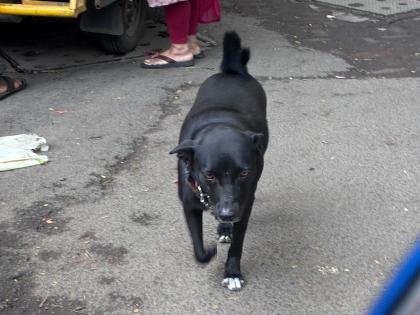 Heartbreaking as well as shocking...! A 2-year-old boy died of rabies even though he was not bitten by a dog, doctor said this symptoms seen | हृदयद्रावक तेवढीच धक्कादायक...! कुत्र्याने चावलेही नाही, तरी २ वर्षांच्या चिमुकल्याचा रेबीजने मृत्यू