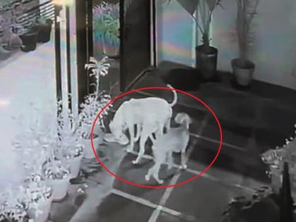 Chhatrapati Sambhajinagar Ex-Mayor's Shoe Picked Up by a Dog; Municipal authorities caught the dogs but the shoes were missing | माजी महापौरांचा बूट मोकाट श्वानाने उचलून नेला; १५ हजारांच्या बुटासाठी पालिका यंत्रणेची धावपळ