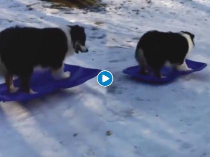 dog skating on the snow video goes viral on internet | माणसांनाही लाजवेल असं कर्तब दाखवलं या कुत्र्याने, बघा बर्फावर काय करतोय हा कुत्रा?