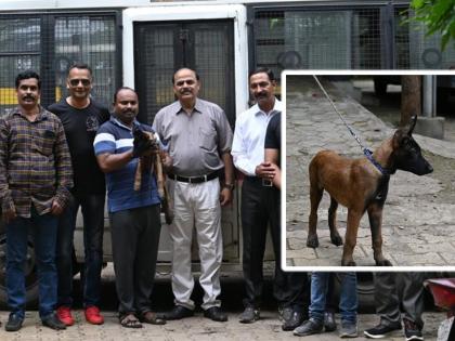 Belgian Malinois Shepherd in Nashik police Dog squad who hunted ISIS leader Abu Bakr al Baghdadi | ISISचा म्होरक्या अल बगदादीला शाेधणाऱ्या प्रजातीचा श्वान नाशिक पोलिसांकडे