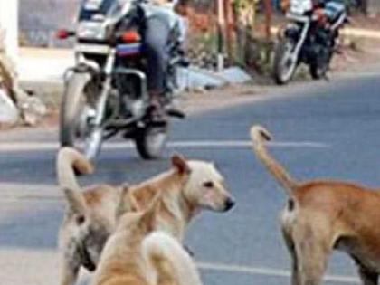 Woman dies after falling from car due to dogs in satara | कुत्रे आडवे आल्याने गाडीवरून पडून महिलेचा मृत्यू