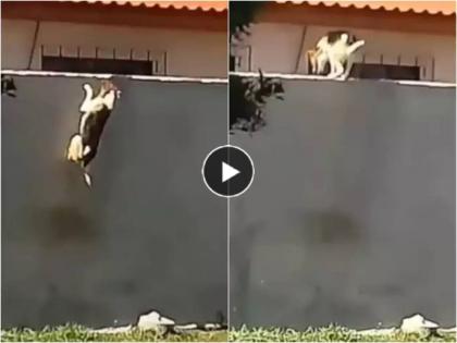 Viral Video dog climbing on wall inspiration to all life lesson social media trending | Dog Viral Video: थांबायचं नाय गड्या..!! कुत्र्याने अवघ्या ४० सेकंदात दिला जीवनातील मोलाचा संदेश