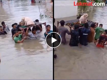 gujarat floods 2024 People Join Hands To Rescue Elderly Dog, watch here video  | गुजरातमध्ये पावसाचा हाहाकार! पूरजन्य परिस्थितीत कुत्र्यासाठी लोकांची एकी अन् माणुसकी