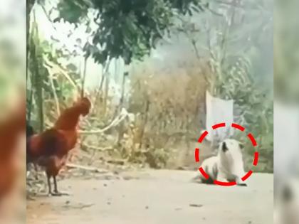 dog copying chicken video goes viral on social media | बाबो! हा कुत्रा चक्क कोंबड्याचा आवाज काढतोय, कसा? मग हा Video पाहाच